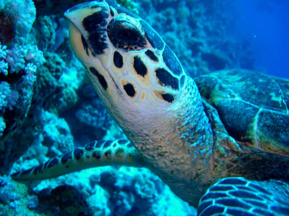 Baie d'Abu Dabbab — nager avec les tortues marines — photo 2