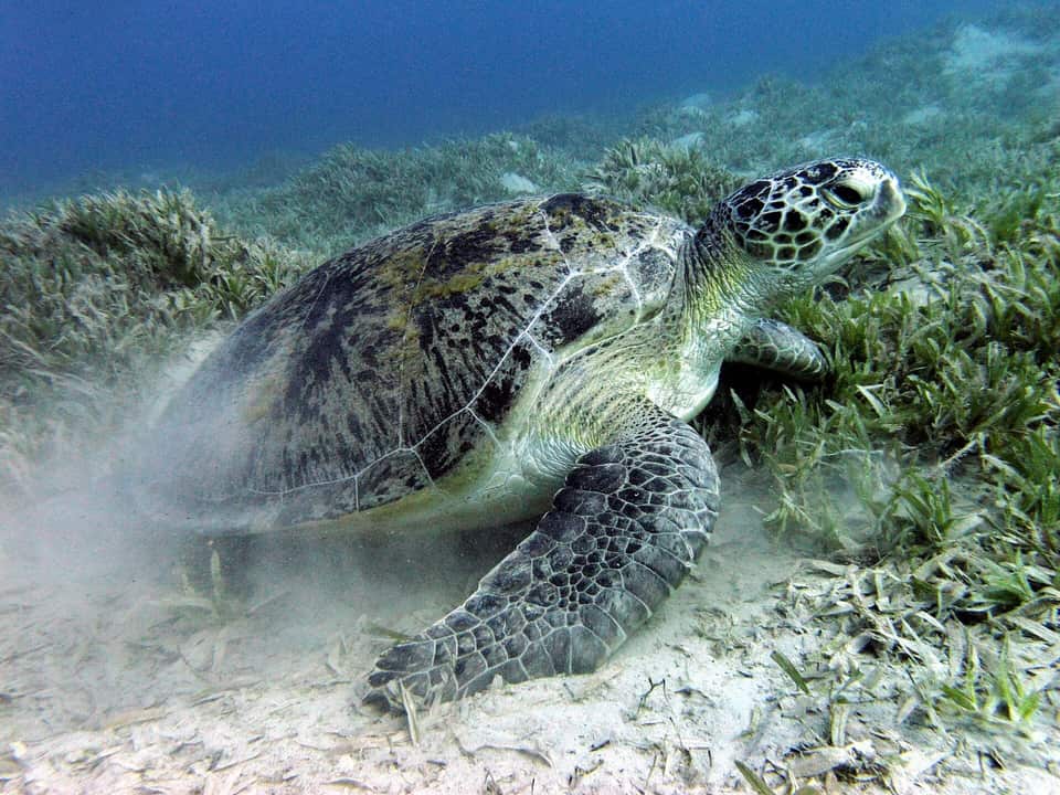 Baie d'Abu Dabbab — nager avec les tortues marines — photo 3