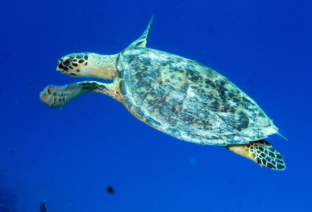 Baie d'Abu Dabbab — nager avec les tortues marines — photo 4