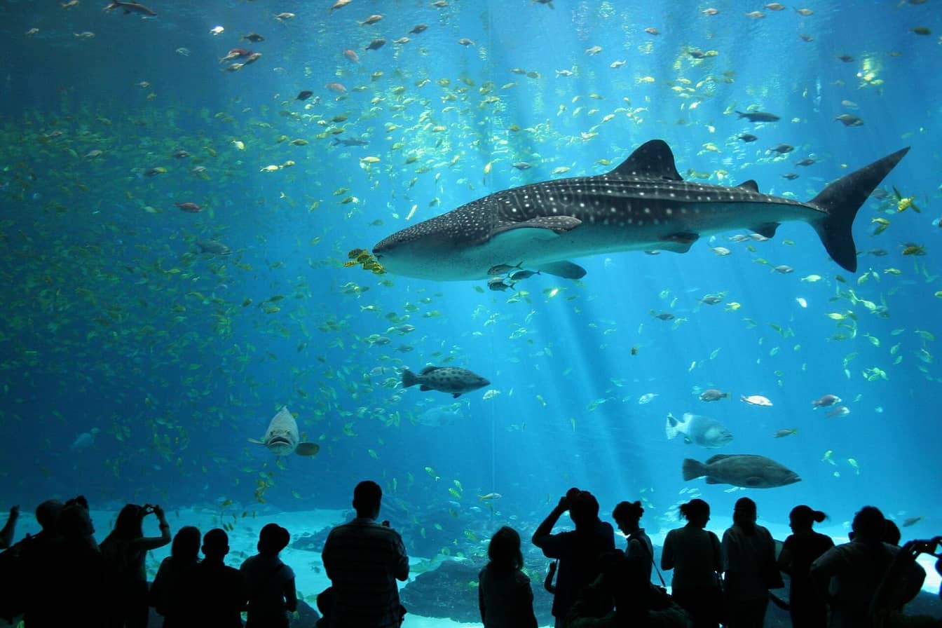 Grand aquarium et mini-zoo d'Hurghada — photo 3