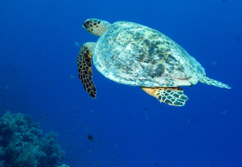 Abou Dabbab : nager avec les tortues vertes à Marsa Alam