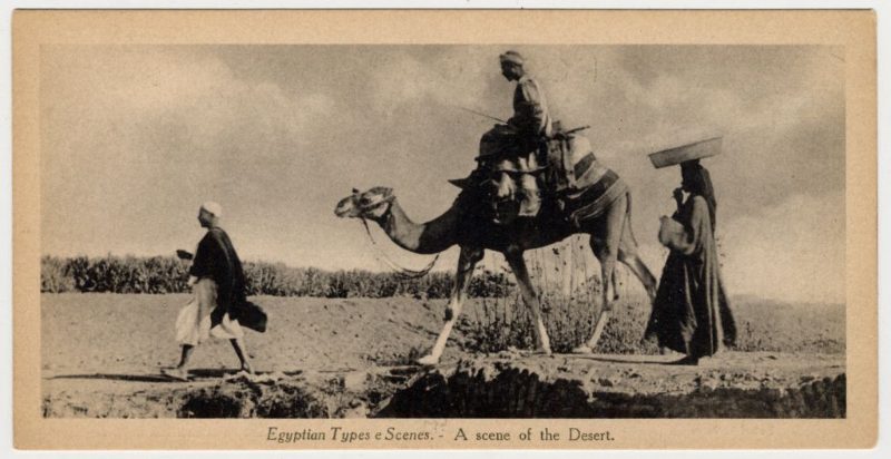 Le chameau, franchement : confort, bien-être et faut-il le faire