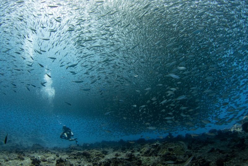 Votre première plongée en mer Rouge : ce qui se passe vraiment