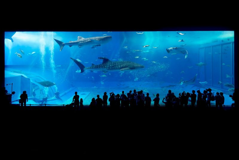 Le Grand Aquarium : la réponse à une journée de vent