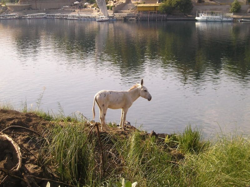 Les villages nubiens d'Assouan, et pourquoi ils sont peints