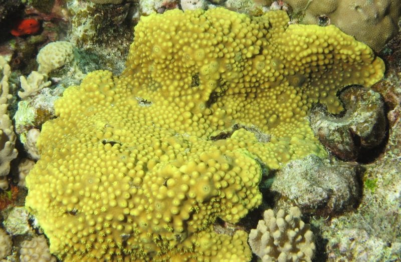 Pourquoi le corail de la mer Rouge résiste à une chaleur qui tue ailleurs
