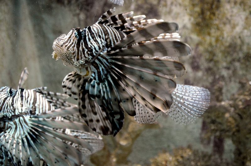 Ce qui peut réellement vous blesser en mer Rouge