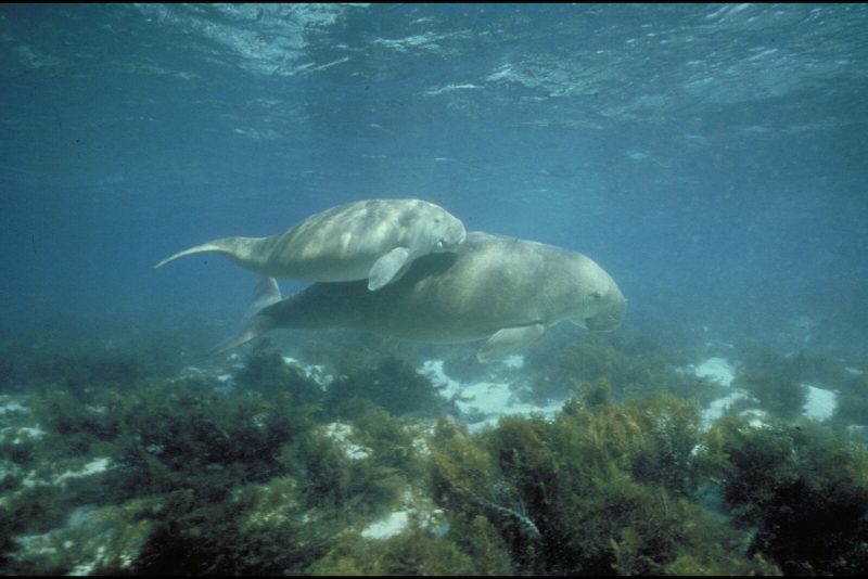 Les dugongs : la rencontre la plus rare de la mer Rouge