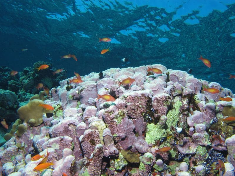 Sharm El Naga : un récif que l'on rejoint à la nage
