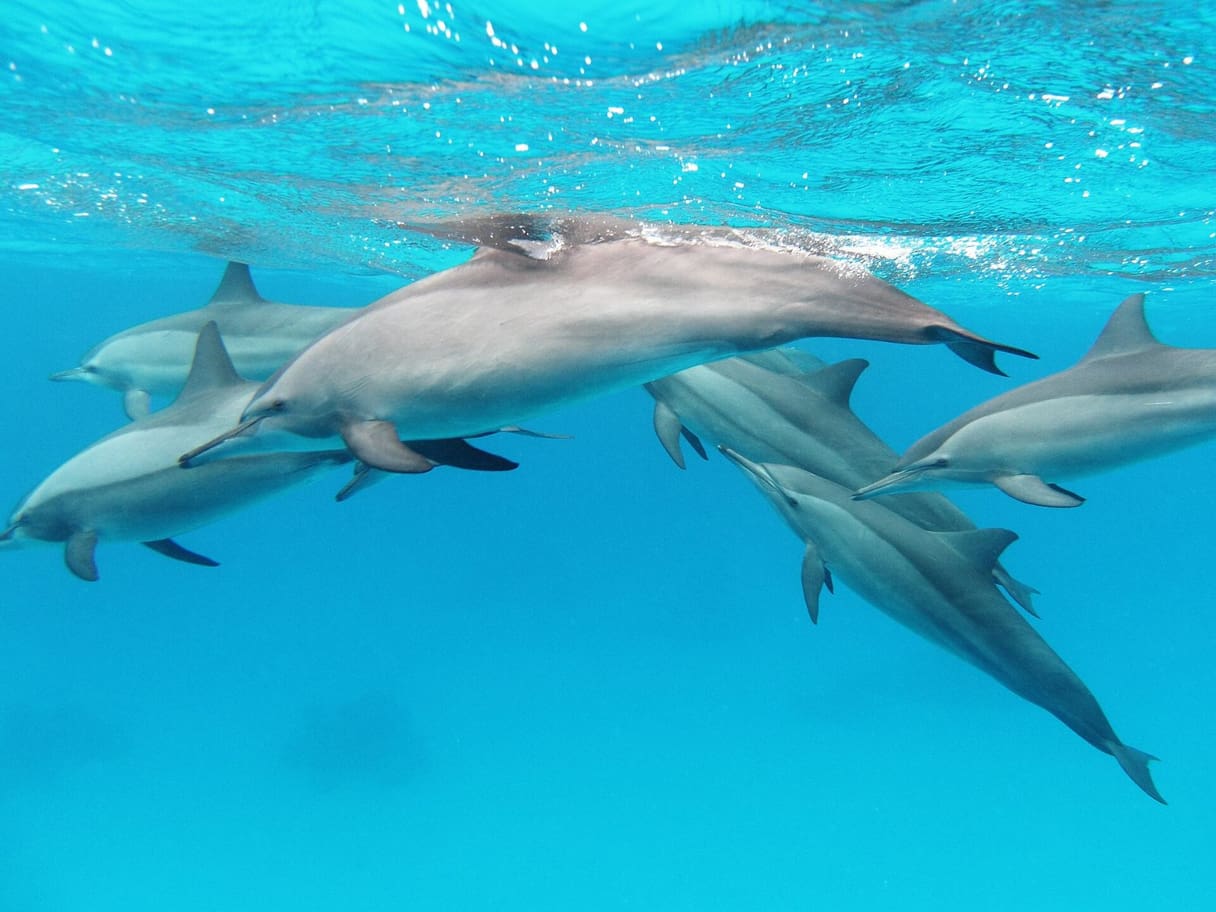 Croisière snorkeling à Dolphin House — photo 2