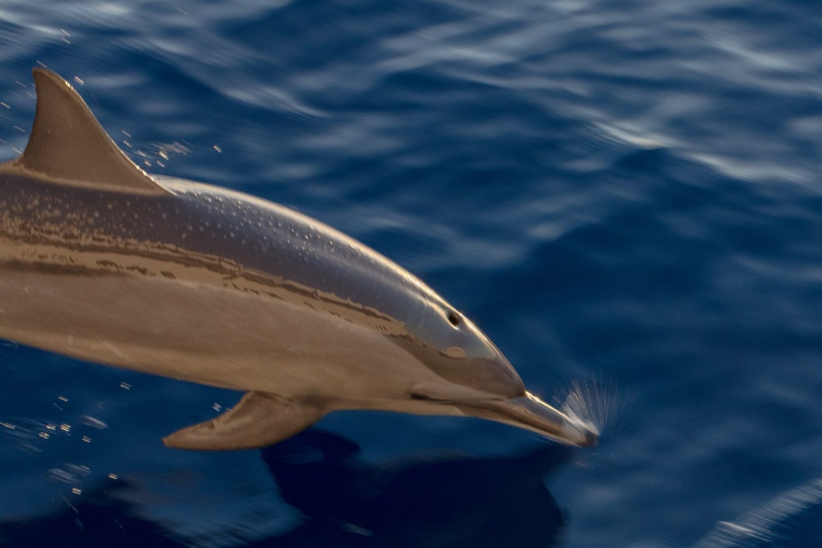 Croisière snorkeling à Dolphin House — photo 4