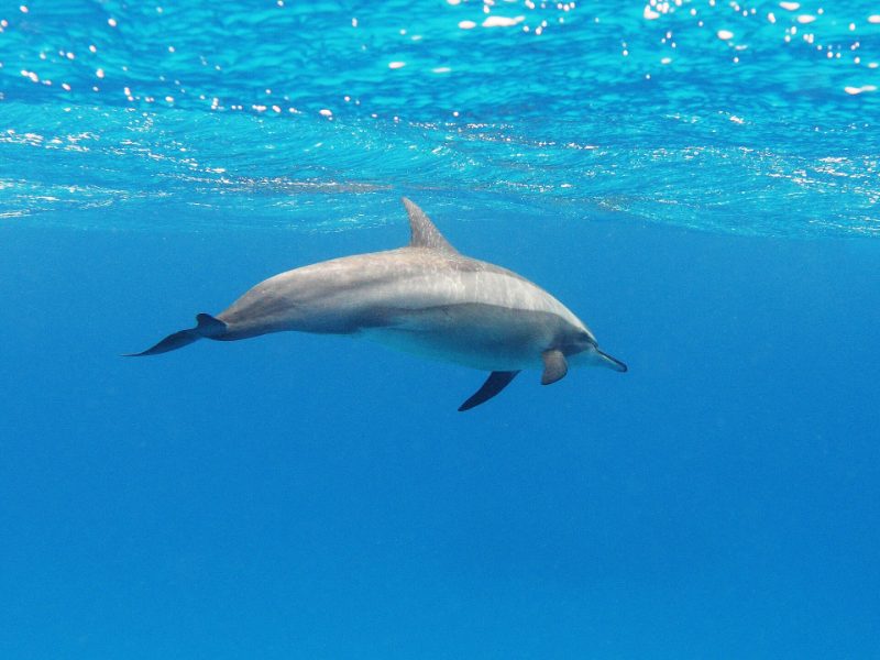 Croisière snorkeling à Dolphin House