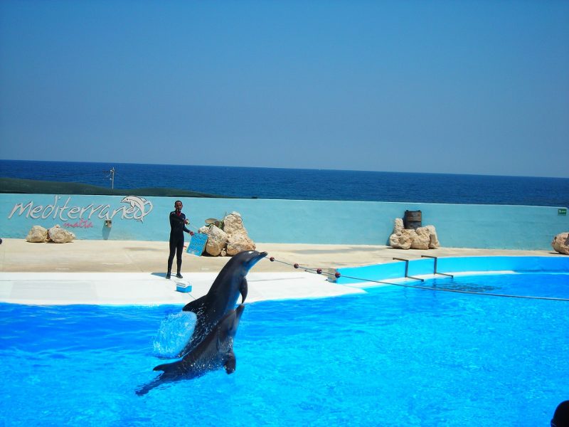 Spectacle du dauphinarium de Hurghada
