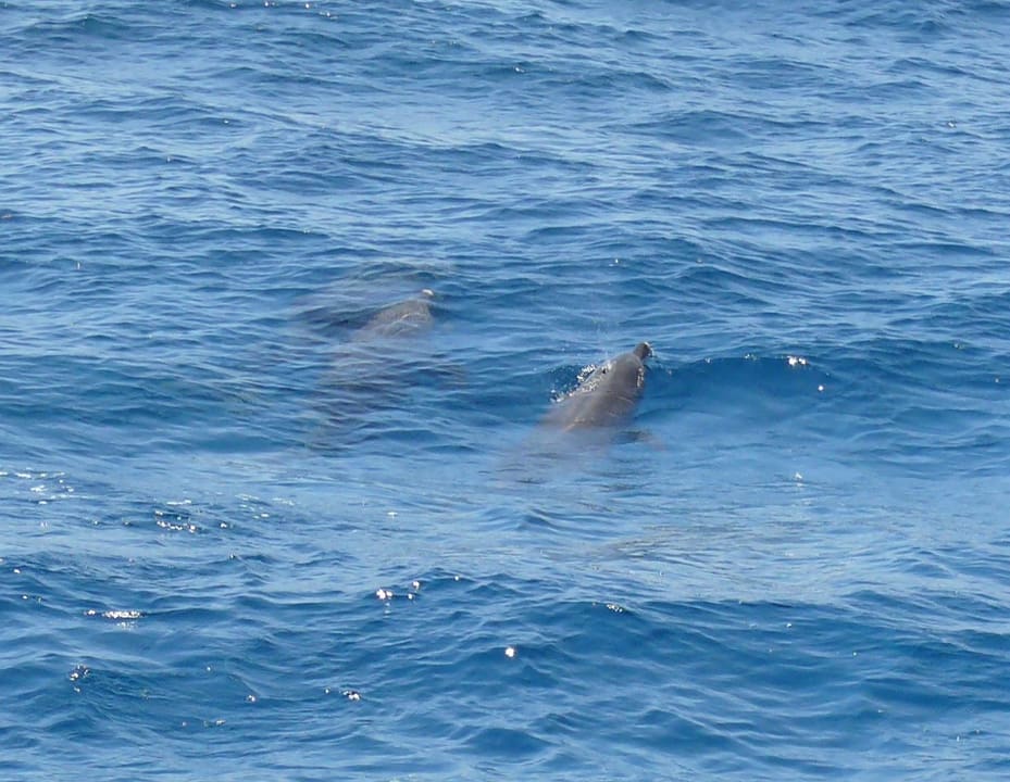 Nager avec les dauphins sauvages — VIP au lever du soleil — photo 2