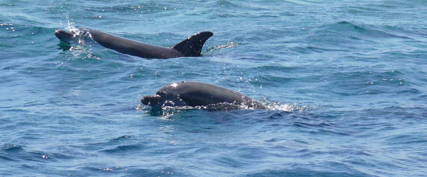 Nager avec les dauphins sauvages — VIP au lever du soleil — photo 3