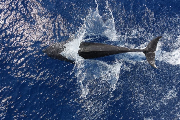 Nager avec les dauphins sauvages — VIP au lever du soleil — photo 4