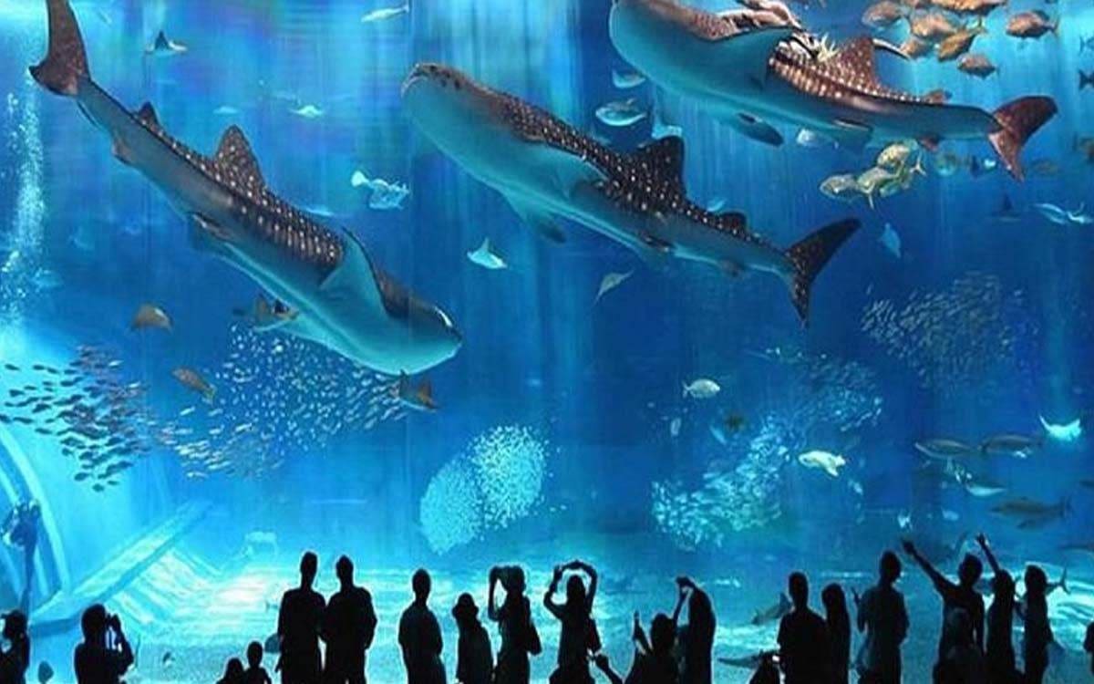 Grand aquarium et mini-zoo d'Hurghada — photo 4