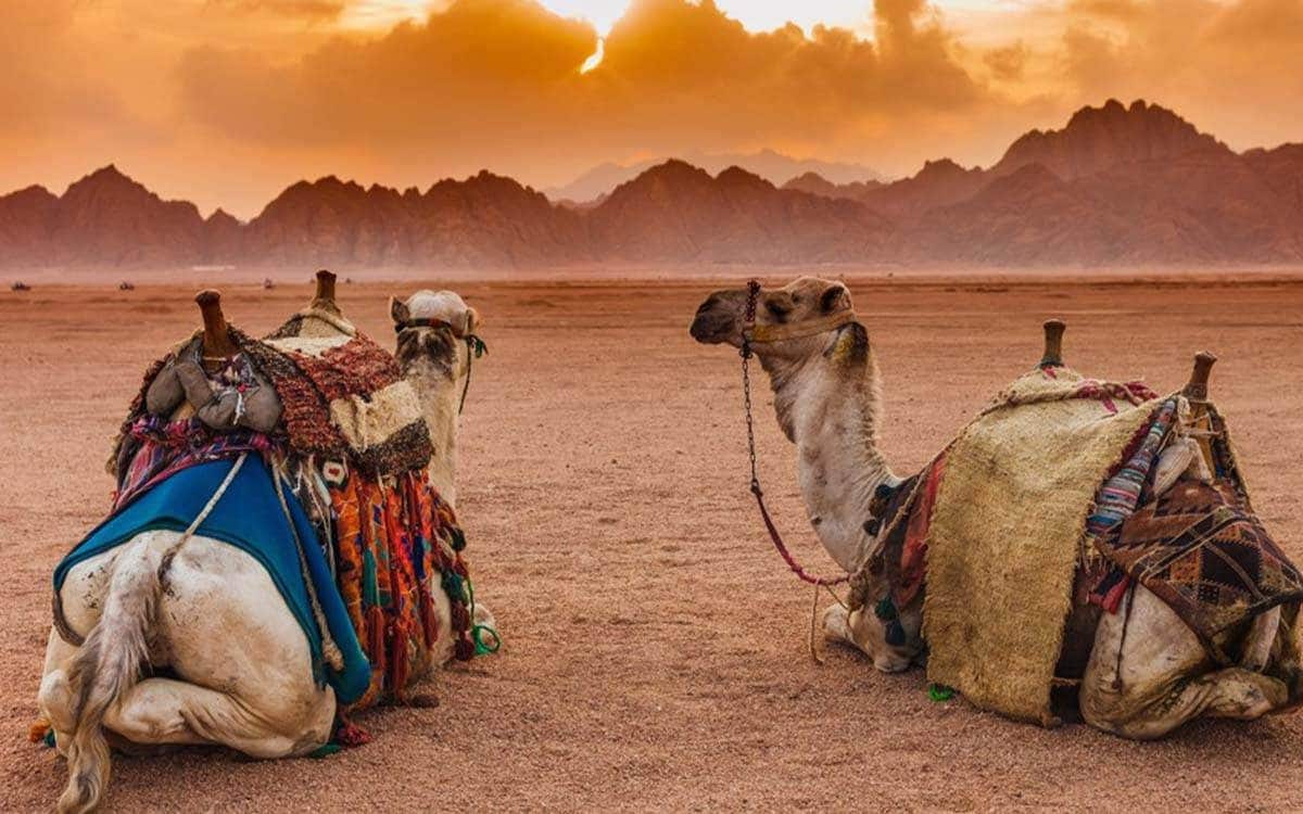 Fantastic Sahara — programme désert complet — photo 2
