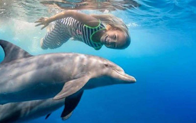 Journée dauphins en mer