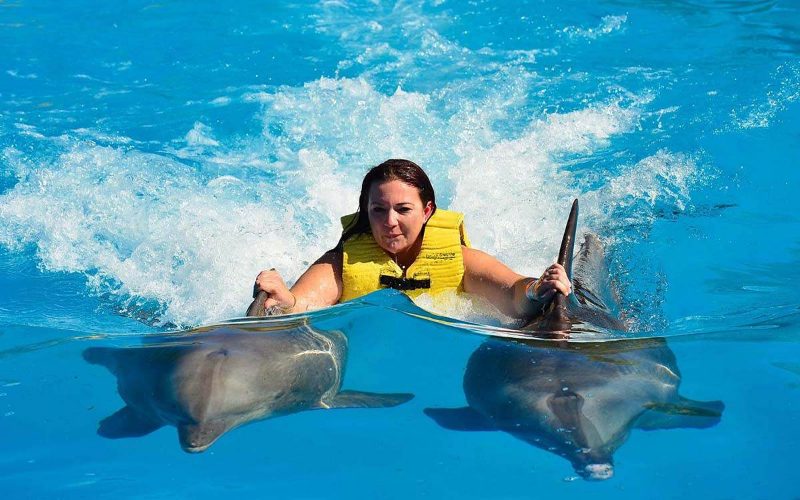 Nager avec les dauphins sauvages — VIP au lever du soleil
