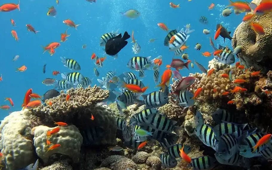 Baptême de plongée sous-marine — photo 4