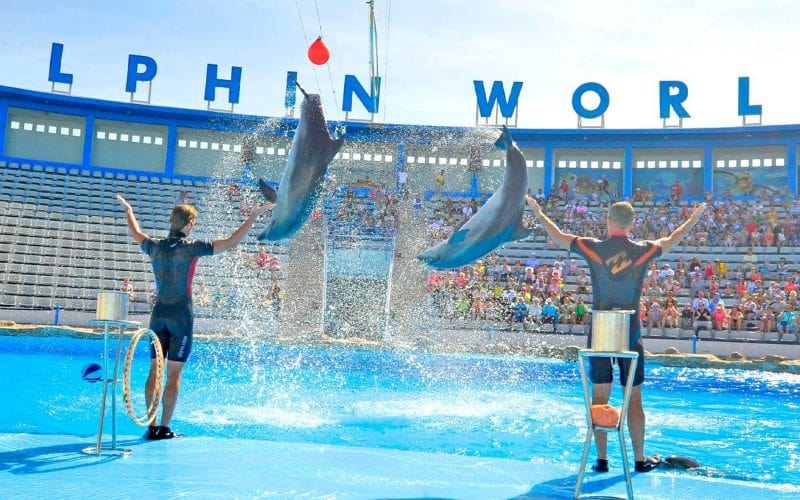 Spectacle de Dolphin World