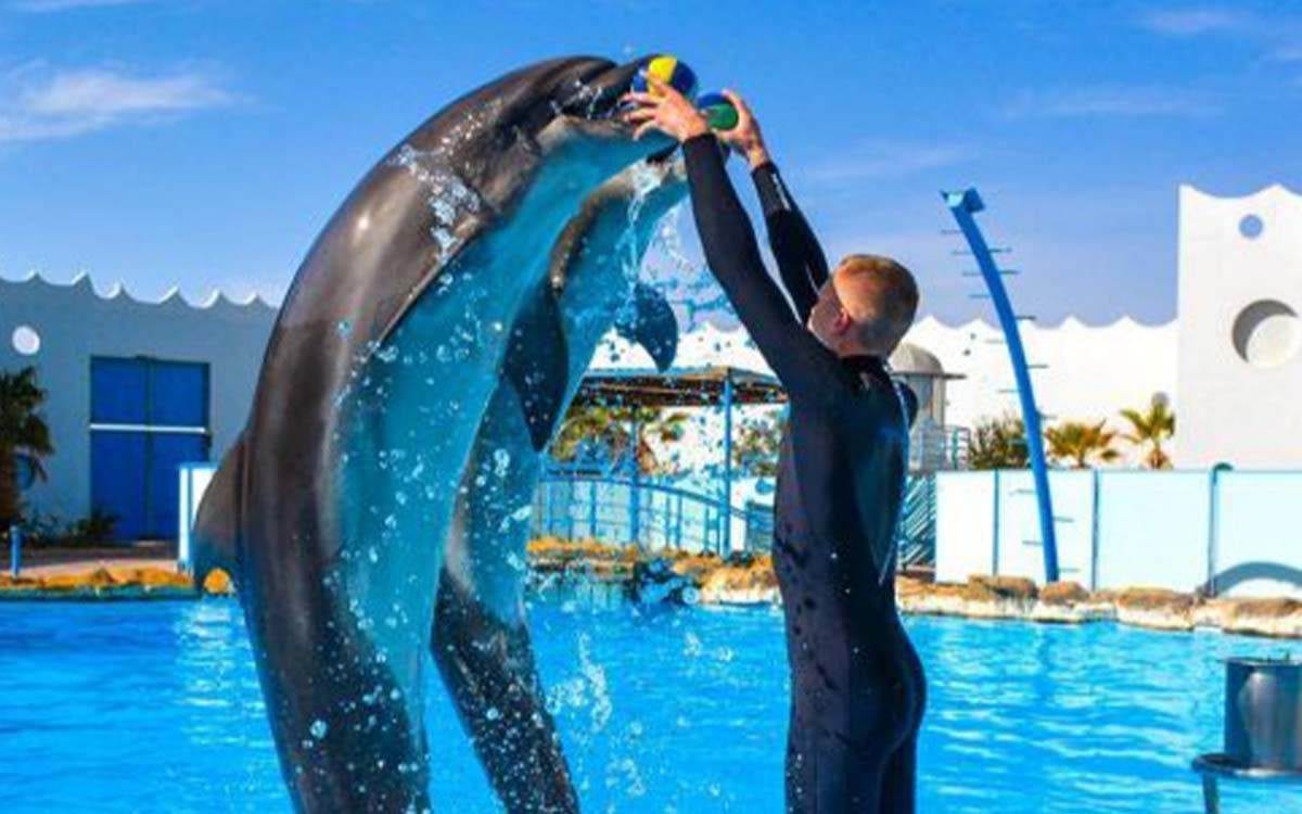 Spectacle de Dolphin World — photo 2