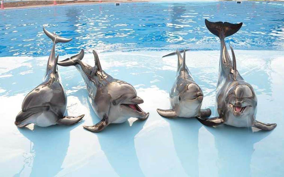 Spectacle de Dolphin World — photo 3
